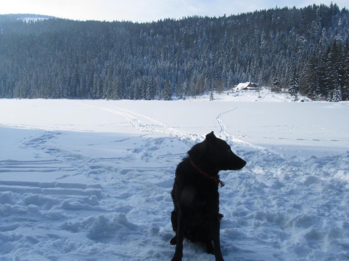 Pension Sonnleit´n - Urlaub mit Hund Zwiesel Exterior foto