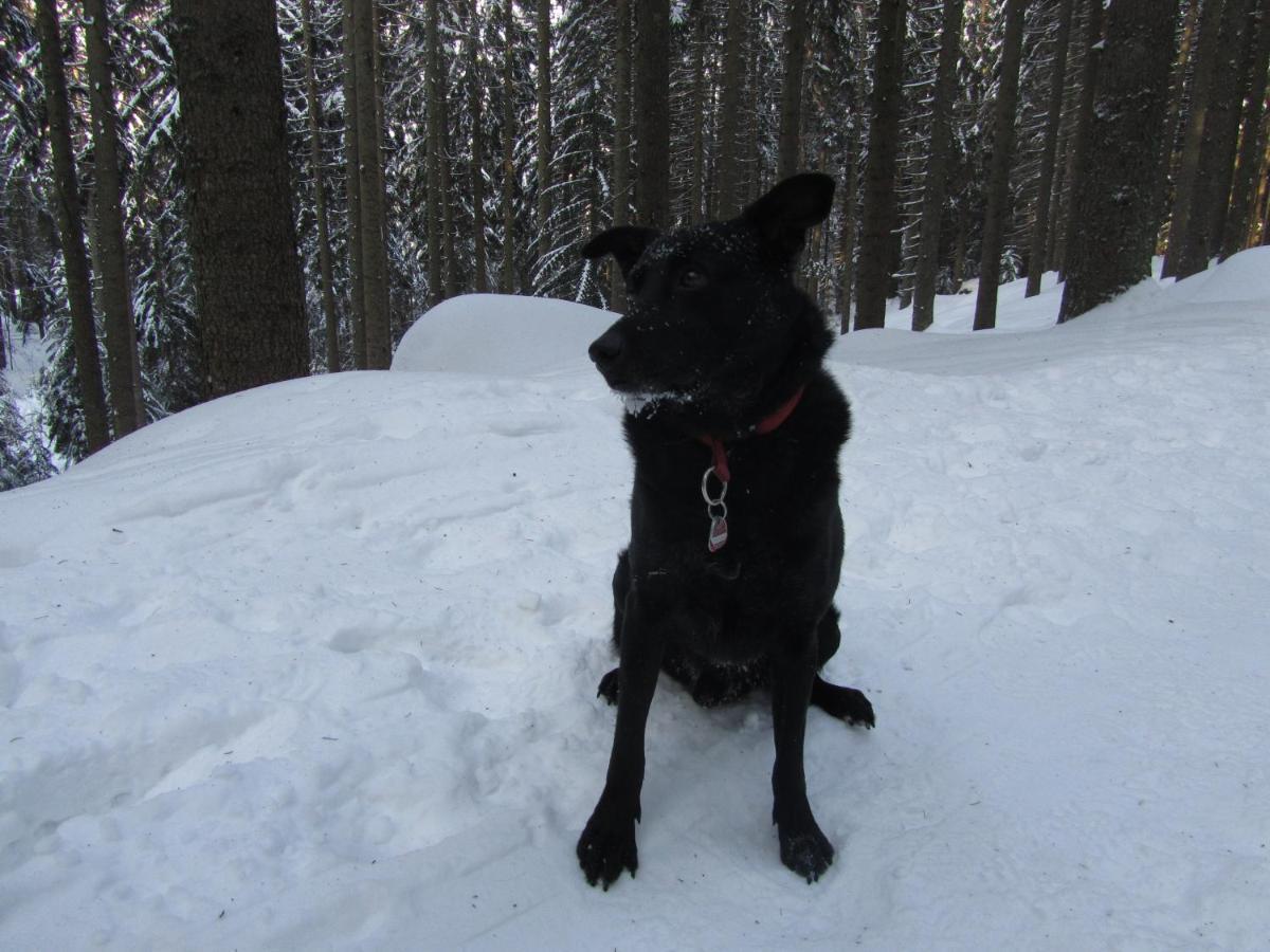 Pension Sonnleit´n - Urlaub mit Hund Zwiesel Exterior foto