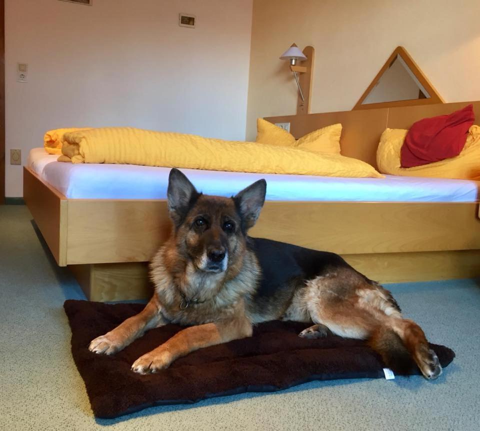 Pension Sonnleit´n - Urlaub mit Hund Zwiesel Exterior foto