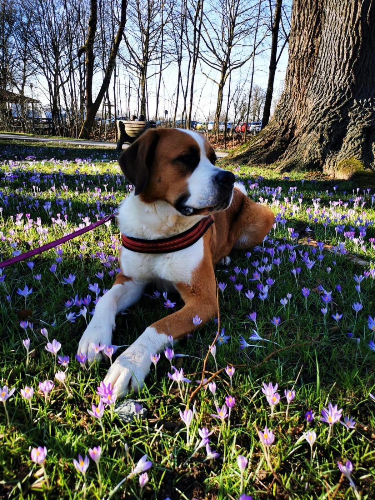Pension Sonnleit´n - Urlaub mit Hund Zwiesel Exterior foto